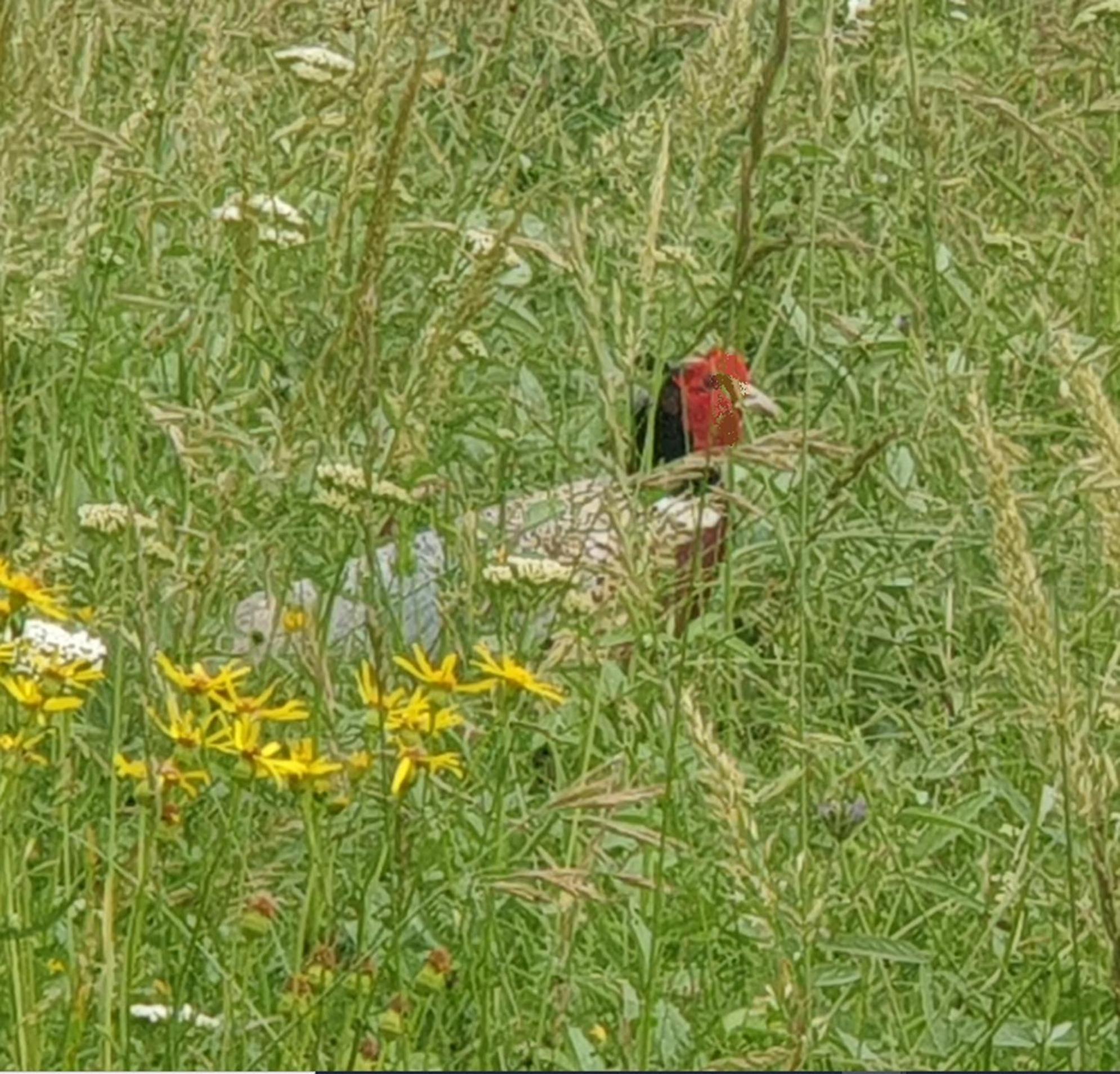 Seuls En Pleine Nature - Gite La Cote Blanche Puygaillard-de-Quercy Luaran gambar